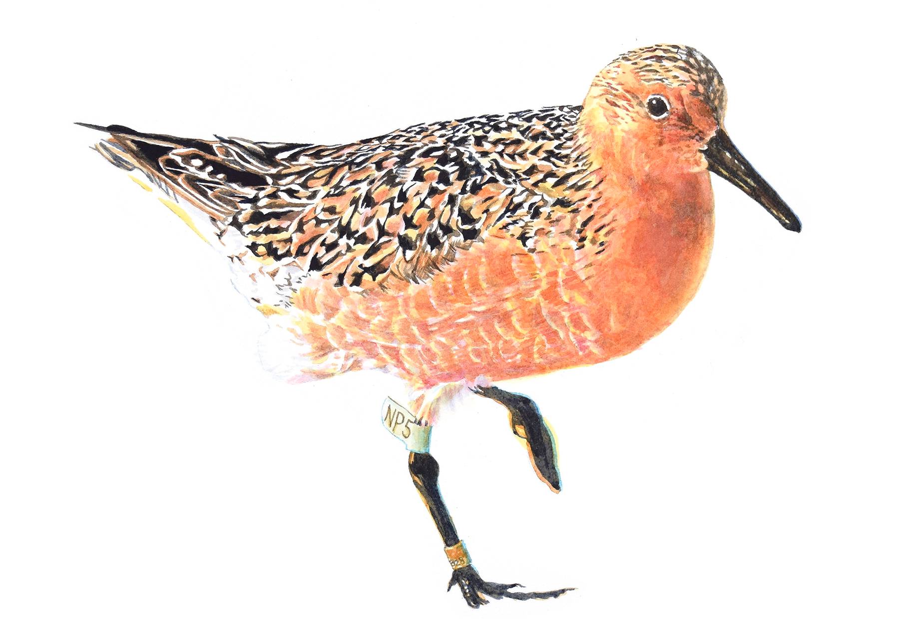 RedKnot_web