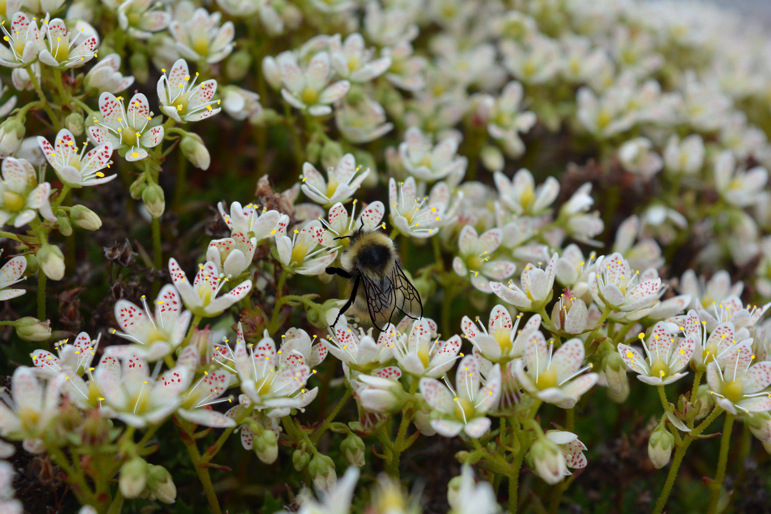 108A45DC-B3D2-4D19-9FC1-02E86F5CBA03-Messages-scaled