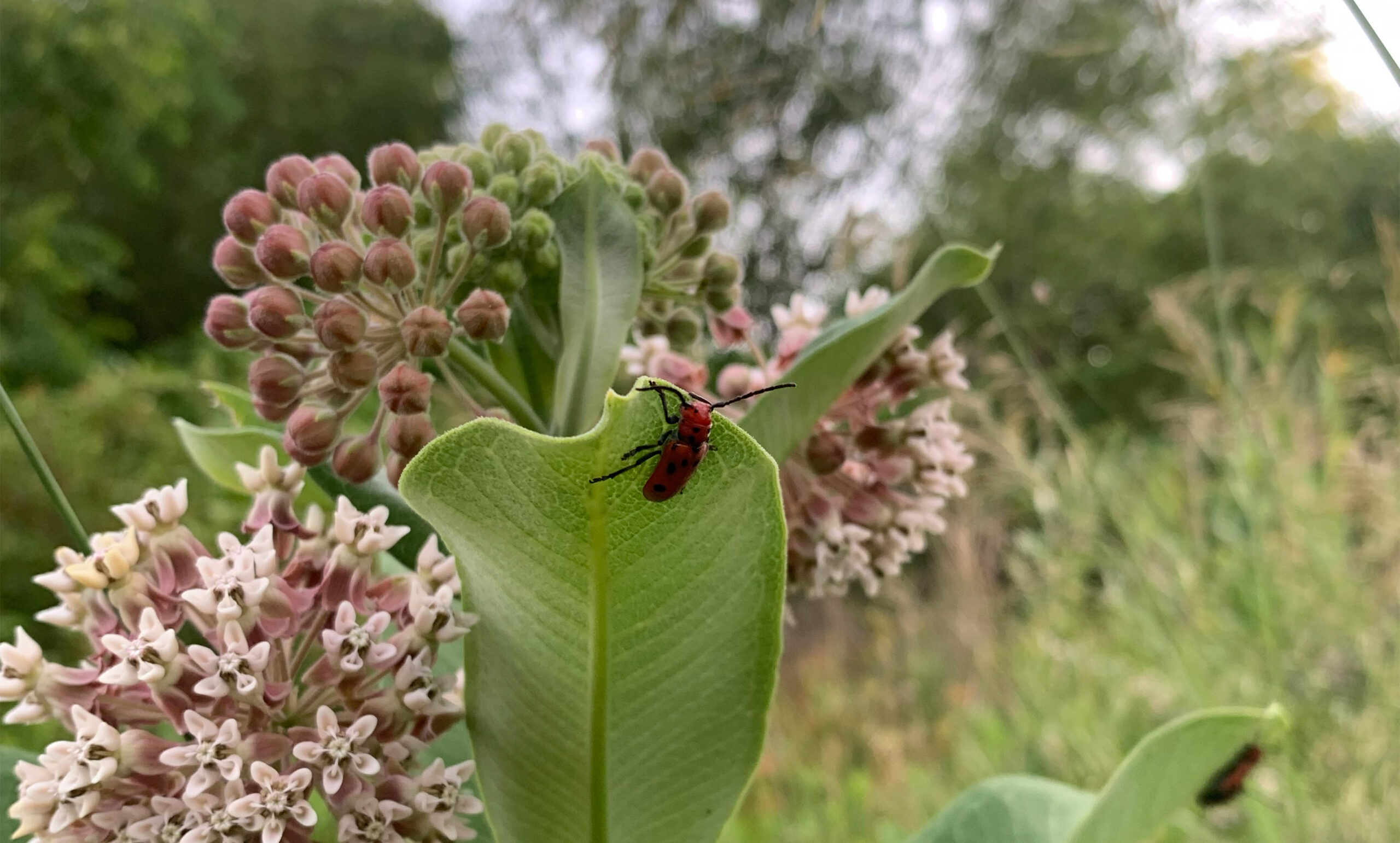 milkweed